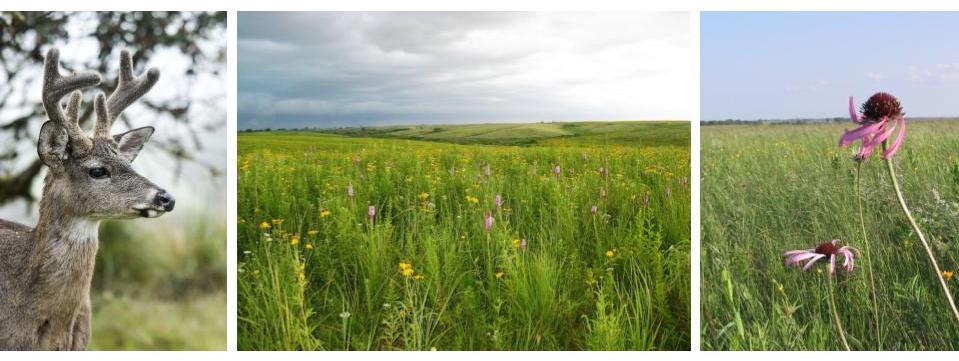 "series of 3 images, one of a deer, and two of missouri prairies.